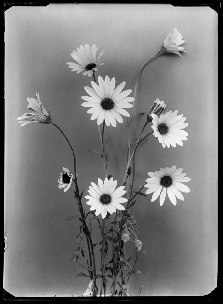 Black and white image of a marigold with nine flowers, one of them closed, in front of a grey background.